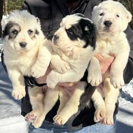 Central Asian Shepherd Dog puppies from Stars in the Skyes