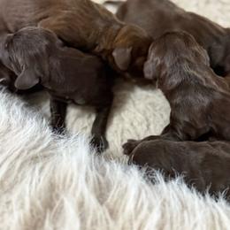 Opal - Liver female Pudelpointer puppy in Lakehills, Texas from Simply Southern Retrievers, LLC