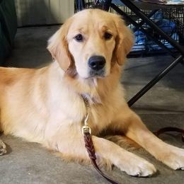 American Staffordshire Terriers and Golden Retrievers from Riverbend Goldens