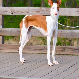 Ristretto - Ibizan Hound
