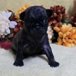 Brindle Boy - Brindle male Pug puppy in Tulsa, Oklahoma from Locust Creek Pugs