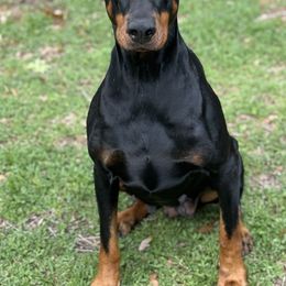 Doberman Pinschers from European Doberman Breeders