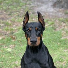 Doberman Pinschers from European Doberman Breeders