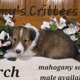 Birch - Sable and white male Shetland Sheepdog puppy in Plainview, Minnesota from Amy's Critters