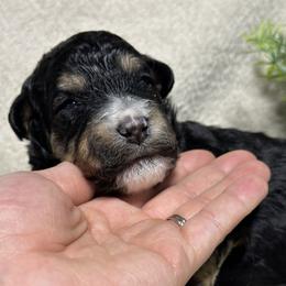 Holly - Tri-color female Bernedoodle puppy in Leesport, Pennsylvania from Bechtel’s Bernadoodles