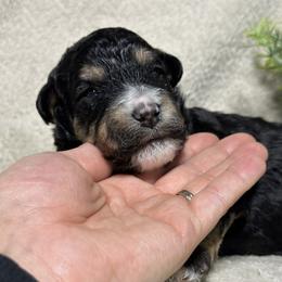 Holly - Tri-color female Bernedoodle puppy in Leesport, Pennsylvania from Bechtel’s Bernadoodles