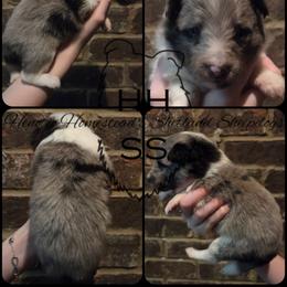 Indy - Blue merle and white female Shetland Sheepdog puppy in Lebanon, Tennessee from Henotic Homestead's Shetland Sheepdogs