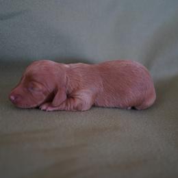 Donatello - Red male Dachshund puppy in Quemado, New Mexico from TNT Dachshunds