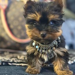 AKC treasure - Black and gold male Yorkshire Terrier puppy in Taylorsville, North Carolina from SilverLining highlands and hounds