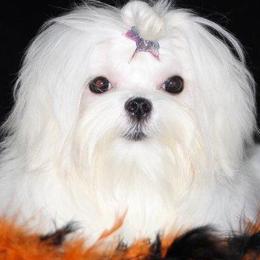 Emmy - Maltese