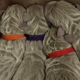 Boy 1 - Silver gray male Weimaraner puppy in Carter, Montana from PM Weimaraners