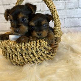Goldendoodle and Yorkshire Terrier Puppies from Pups of the Lowcountry