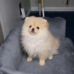 Pomeranian puppies from Pommies of LA