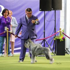 Standard Schnauzer Puppies from Harbor Hill Standard Schnauzers