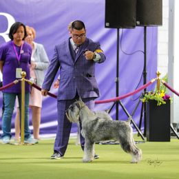 Standard Schnauzer Puppies from Harbor Hill Standard Schnauzers