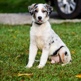 Australian Shepherd puppies from Vom Wolff