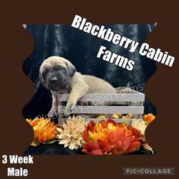Mastiff Puppies from Blackberry Cabin Farm