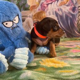 Pax - Black and rust male Miniature Pinscher puppy in Lancaster, Missouri from White Stone Ranch