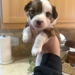 Rumi- AKC fluffy female - White and red female Pembroke Welsh Corgi puppy in Red Bluff, California from Wilder Ranch Corgis