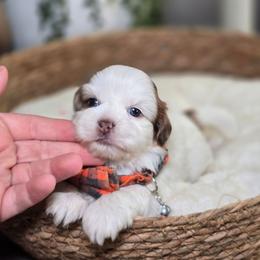 Huck Finn - Gold and white male Shih Tzu puppy in Hartville, Missouri from Petty Paws