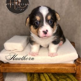 Hawthorn - Black and tan male Pembroke Welsh Corgi puppy in Benton, Arkansas from High Cotton Corgis