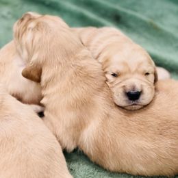 Golden Retriever and Pug Puppies from Copperfield’s Goldens