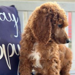 Habanero - Red  Poodle puppy in Dayton, Texas from Wolfe Island Poodles