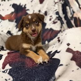 Dandelion - Red tri female Miniature Australian Shepherd puppy in Ellendale, North Dakota from Ark Acres Kennels
