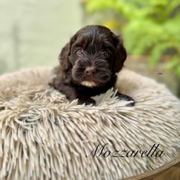 Mozarella - Chocolate female Australian Labradoodle puppy in Morgan Hill, California from Loving Labradoodles