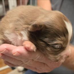 Midge - Red merle female Toy Australian Shepherd puppy in Windom, Texas from Wild Farm Puppies