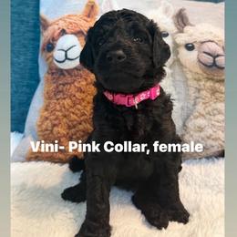 Vini-Girl 3 (pink collar) - Black female Goldendoodle puppy in Auburn, Indiana from Cooper’s Doodles