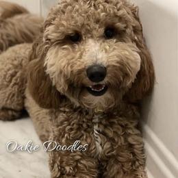 Millie - Bernedoodle