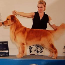 Oaf - Golden Retriever