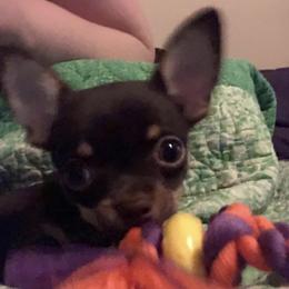 Chihuahua Puppies from HaloHavenChihuahuas