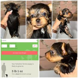 Nina - Black and gold female Yorkshire Terrier puppy in Cleveland, Tennessee from Moody’s Morkies and More