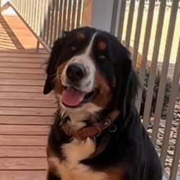 Inde - Bernese Mountain Dog