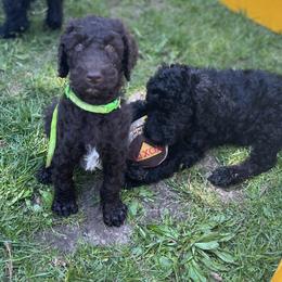 Poodle Puppies from Sarah’s Standards