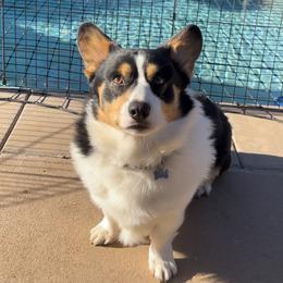 Grayson - Pembroke Welsh Corgi