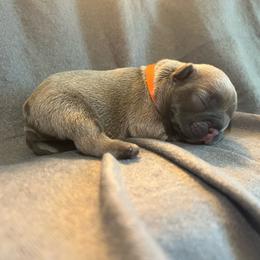 Orange collar Male OFA'd parents - Blue fawn male French Bulldog puppy in Billings, Montana from Montana Made Frenchies