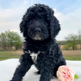Daphne - Black female Goldendoodle puppy in Osage City, Kansas from Golden Ridge Goldens