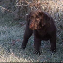 Labrador Retriever Puppies from Lorlyn Labradors