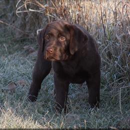 Labrador Retriever Puppies from Lorlyn Labradors