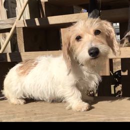 Camille  - Dachshund