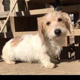 Camille  - Dachshund