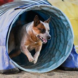 Kimber - Australian Cattle Dog
