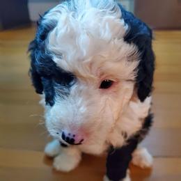 Gus - Black and white male Sheepadoodle puppy in Bellevue, Iowa from Fluffy Wonders Poms and Doodles