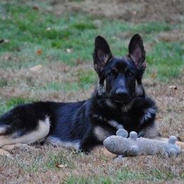 German Shepherds from Cross Timbers Kennels