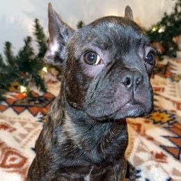 French Bulldog Puppies from Southern Class Frenchies