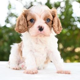 Chip - Blenheim male Cavalier King Charles Spaniel puppy in Lawton, Oklahoma from Lindsey’s Cavies