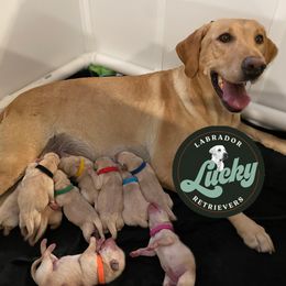 Yellow Male - Tiny Tim - Yellow male Labrador Retriever puppy in Las Vegas, Nevada from Lucky Labrador Retrievers